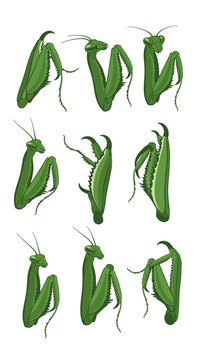 Green Praying Mantis Poses Collection: Detailed Insect Anatomy and Movement Study