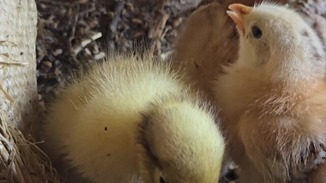 Fluffy yellow baby chicks in straw nest, newborn poultry on organic farm, cute domestic bird hatchlings in rustic barn setting