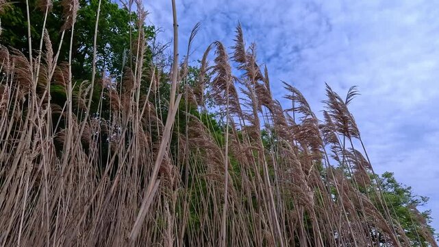 View of the wind-swaying inflorescences of common reed (Phragmites australis) against a blue sky background. Hartshorne Woods Park