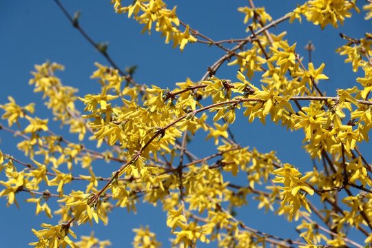 blooming forsythia bush at spring