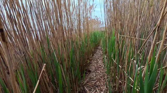 The camera moves along a path through dense stands of common reed (Phragmites australis) on a riverbank, Hartshorne Woods Park