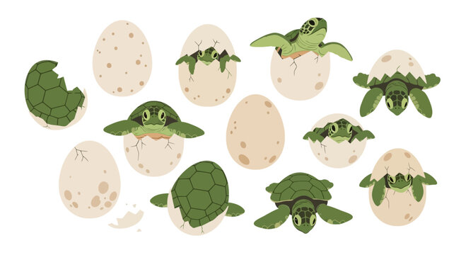 Baby Sea Turtles Hatching from Eggs on Beach - Cute Wildlife Newborns Emerging