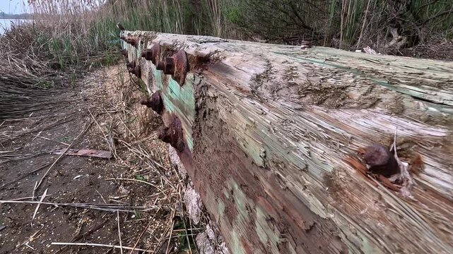 Remains of a wooden pier with rusted bolts washed ashore among common reed (Phragmites australis) along a riverbank. Hartshorne Woods Park
