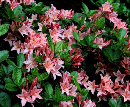 Pink flowers of rododendron bush at spring