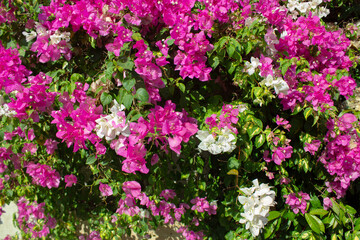 Fototapeta premium Beautiful Pink Bougainvillea Flowers Blooming Along Garden Wall in Sunlight