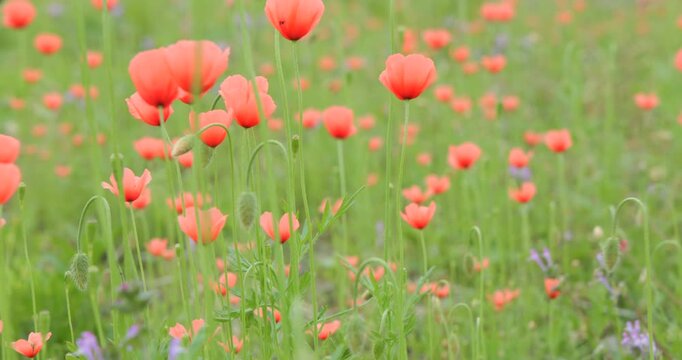 春の野原に自生するオレンジ色のナガミヒナゲシ