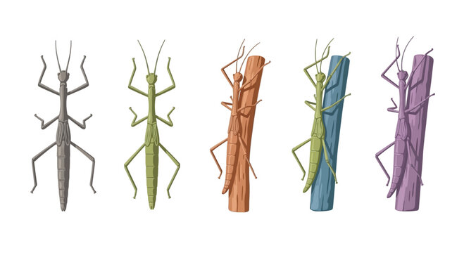 Set of Stylized Stick Insect Illustrations on White Background