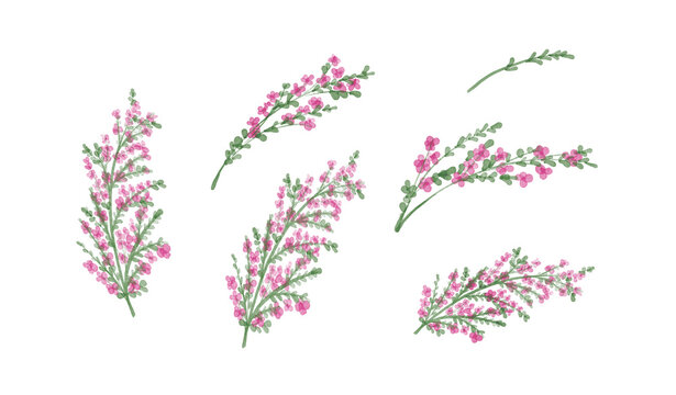 Pink Bush Clover Flowers Watercolor Collection on transparent Background300dpi