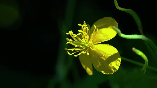 Greater Celandine in natural ambient, toxic, herbal medicine (Chelidonium majus) - (4K)