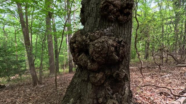 This large, knobby growth on the tree trunk is a burl.