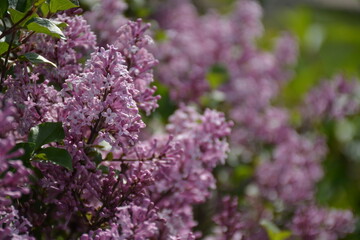 Obraz premium A close-up view of a decorative varietal lilac with small flowers