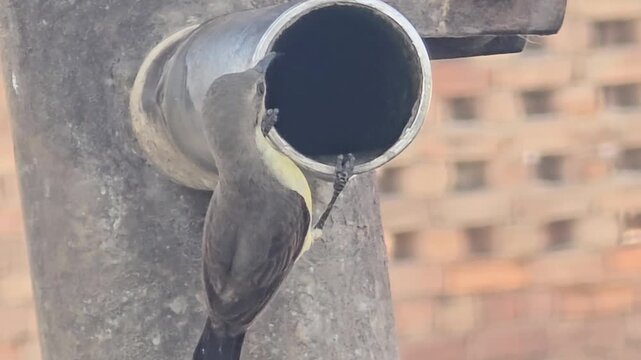 Small wilds un bird drinking water from metal pipe, sunbird feeding chicks inside industrial tube, urban wildlife behavior in backyard setting