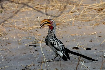 Yellow African Hornbill  © Emma