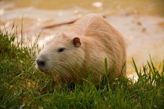 A light-colored nutria on a grassy bank near a lake