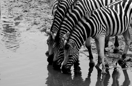 Black &  white 3 zebras at waterhole