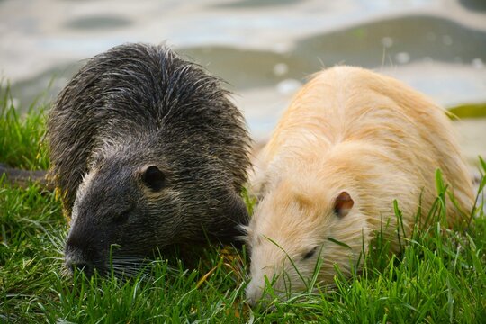 Light and dark nutria (Myocastor coypus) on a grassy bank near a lake