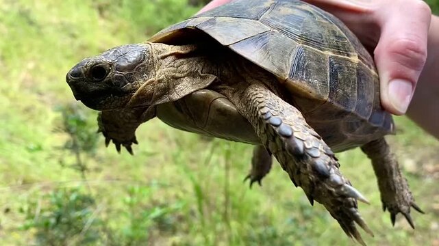 A girl holds a turtle in her hand in the forest. Near Kemer, Camyuva, Turkey.