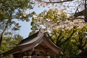 Naklejka premium Cerezo en Japón