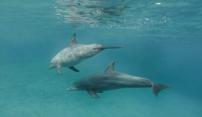 Fototapeta premium dolphins swim in the sea