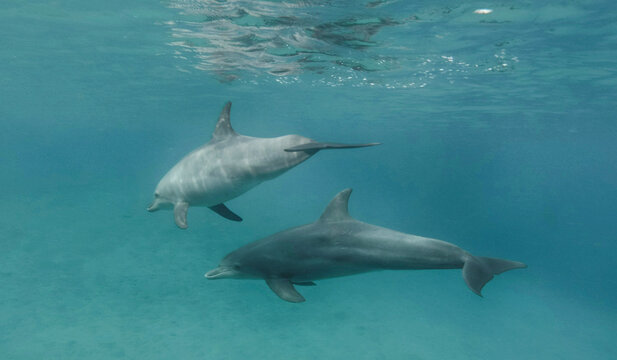 dolphins swim in the sea