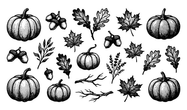 Autumn Pumpkin Maple Leaf and Acorn Hand Drawn Illustration Collection