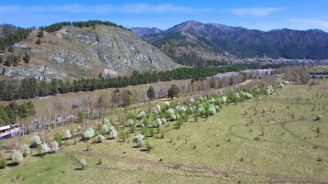 Blossomlined River Corridor Framed By Rugged Cliffs And Pine Ridges, Continuous Row Of Flowering Trees Along Bank, Flowing Water And Open Meadow, Aerial Glide Emphasizes River Bend And Mountain