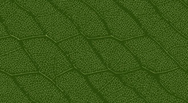 Green Leaf Vein Pattern Texture - Macro Close-up of Natural Organic Structure