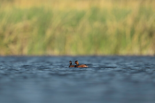 A pair of black-necked grebes swims together in the blue waters of a wetland lagoon in El Taray, Spain, set against a soft, green background.