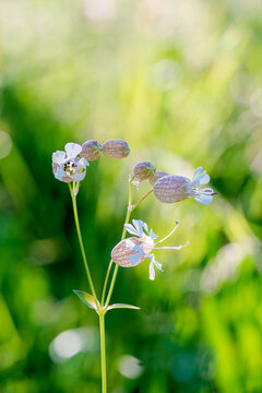 Taubenkropf-Leimkraut (Silene vulgaris) &ndash; Bl&uuml;ten und Fruchtkapseln