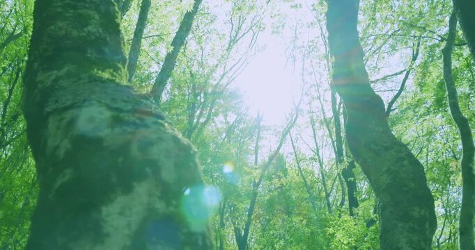 まばゆい初夏の太陽と新緑の木々に差し込む美しい木漏れ日