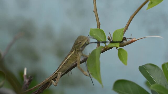 Wild Garden Lizard Feeding On A Dragonfly In Nature