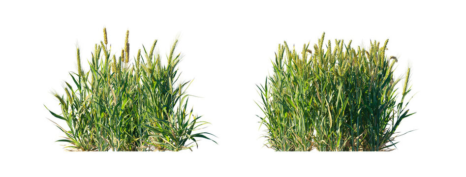 Triticum big clump (wheat clump, common wheat) isolated PNG on a transparent background premium nature cutout