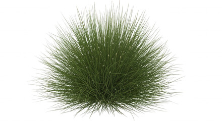 Obraz premium A dense, spherical cluster of thin green grass blades isolated on a solid black background, resembling a tuft of ornamental fountain grass