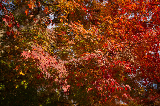 Oto&ntilde;o