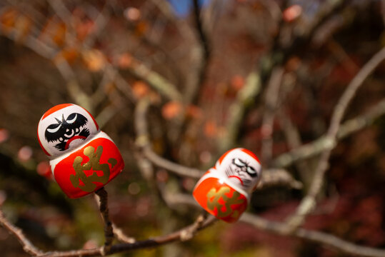 Daruma 9
