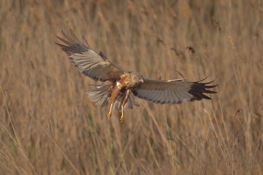 Marsh Harrier - Circus aeruginosus glides over El Taray reeds in Spain, wings spread, talons down, hunting in beautiful golden light.