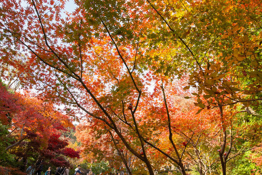 Oto&ntilde;o 4