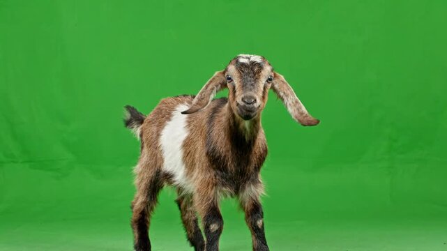 A funny goat green screen with a goat reaction of surprise, captured while the goat screaming in front of a vibrant