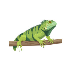 Naklejka premium Iguana flat vector illustration in a modern and simple 2D style, placed on a white background.