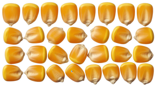 Rows of dried yellow corn kernels arranged in a grid pattern against a solid black background, top-down view of individual maize seeds