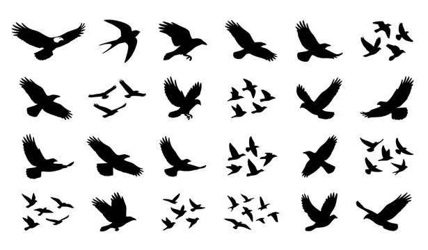 Flying birds silhouette icon set, black shapes of eagles, hawks, and crows in flight isolated on white.