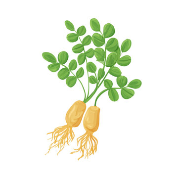 A simple and modern flat 2D vector of a Astragalus Root, isolated on a pure white background.