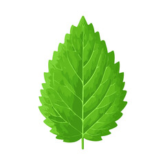 2D minimalist flat vector of a Mint Leaf, contemporary clean design isolated on white. © MiniVex