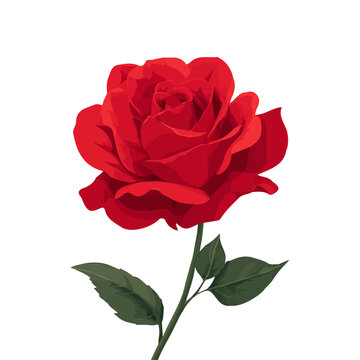 2D minimalist flat vector of a Red Rose, contemporary clean design isolated on white.