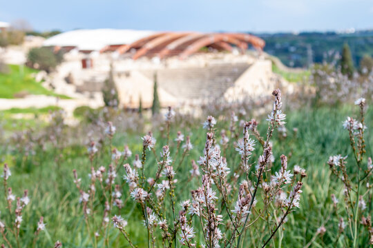 White asphodel flowers blooming on green meadow in winter. Detailed view of wild wildflower stems with blurred ancient amphitheater ruins of Kourion on background. Cyprus.