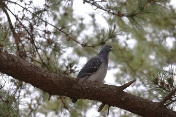 Rock dove on a pine tree © Mt. Cape