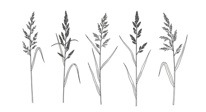 line drawing of five detailed grass stalks with seed heads and leaves