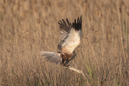 Western marsh harrier - Circus aeruginosus landing on a branch in El Taray, Spain. Beautiful wildlife photo with golden reed background, perfect for nature stock.