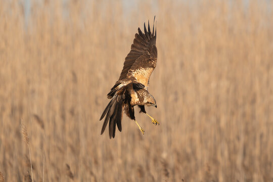 Western Marsh Harrier - Circus aeruginosus female diving towards reeds at El Taray, Spain. Dynamic action shot showing extended talons and wings in flight over a golden wetland habitat.