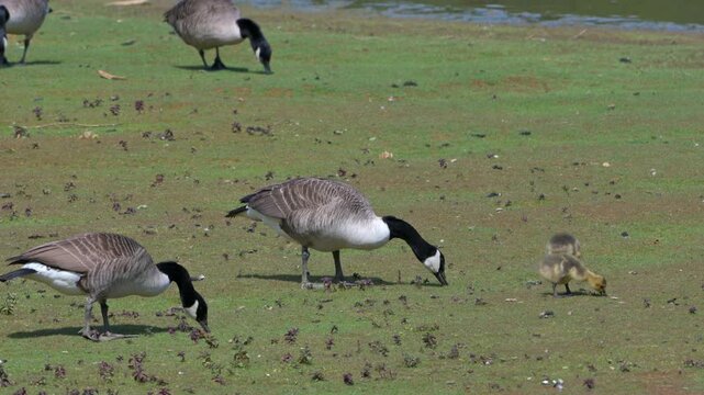 Canada Goose (Branta canadensis) adults and young goslings feeding on vegetation by a lake, zooming out to wide view. May, Kent, UK [Half speed]